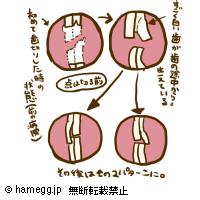 繰り返される脱毛と不正咬合 フォーラム ハムスター専門サイト ハムエッグ