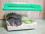 ミルワームの味 飼う前に知っておくこと 飼い方 ハムスター専門サイト ハムエッグ